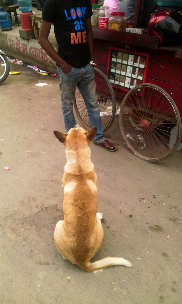 Mirpur, Dhaka, Bangladesh-February, 2016. Look at me.